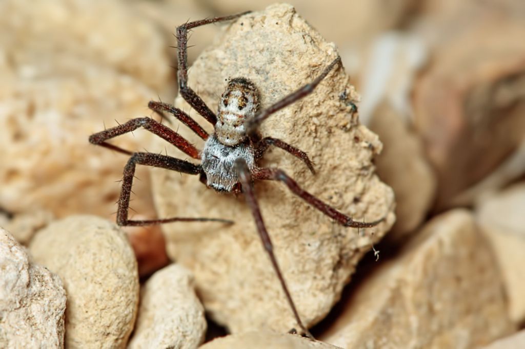 Argiope trifasciata - Malta